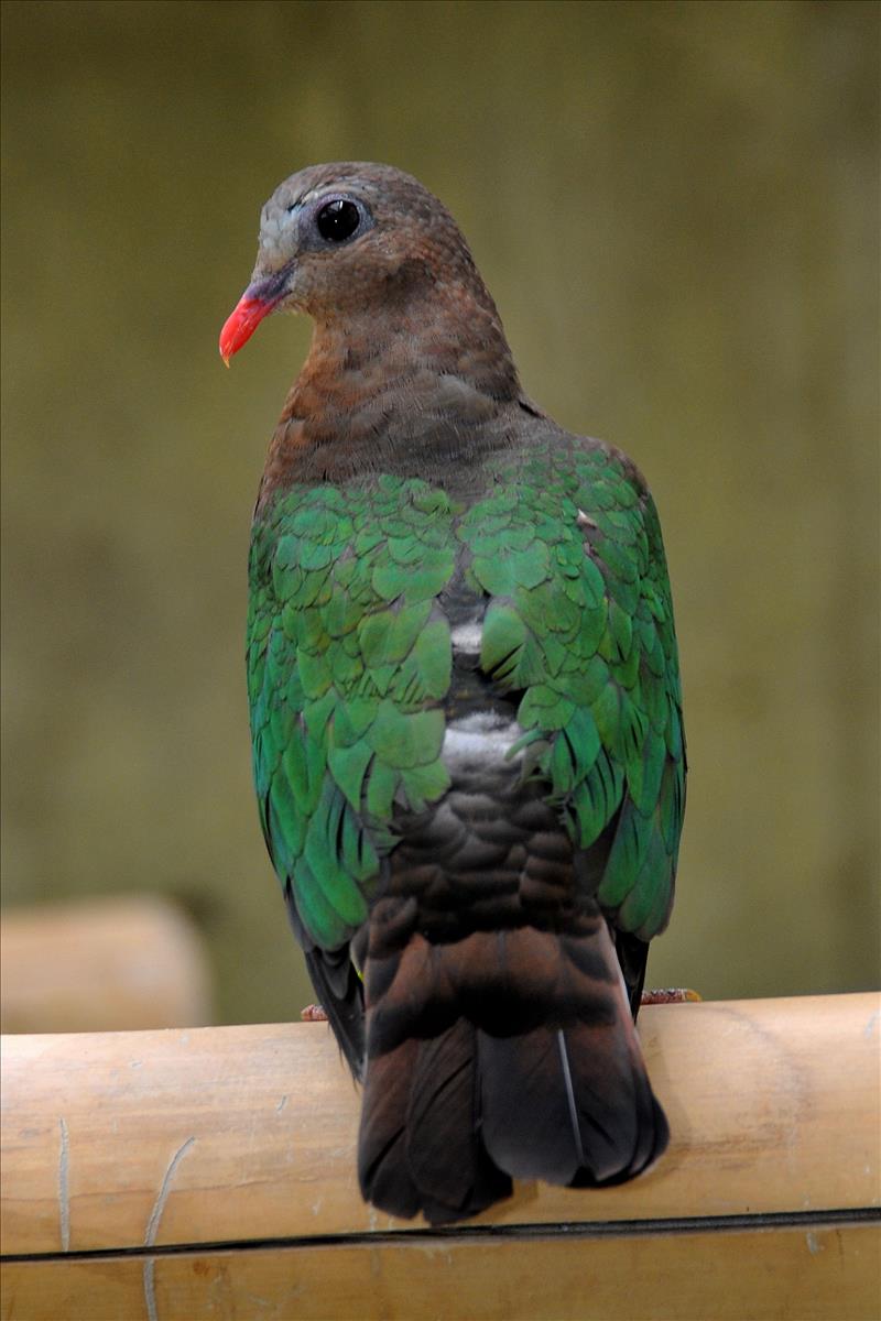 Green Winged Dove